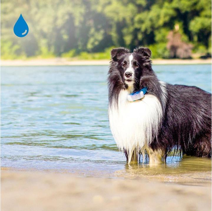 Actual product image Tractive Dog 4 GPS Tracker for Dogs (One size, Dog, General)