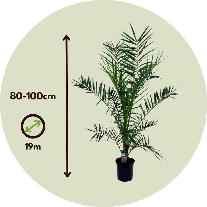 Produktbild Plant in a Box Phoenix canariensis (80 cm)