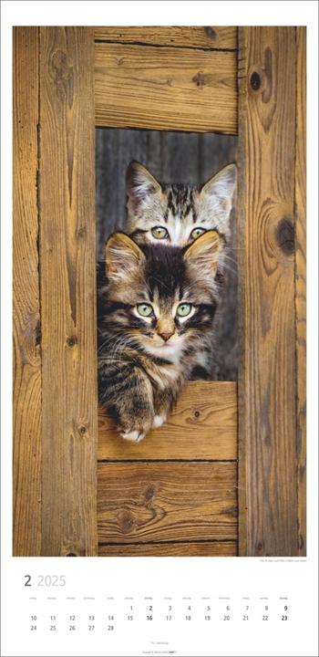 Produktbild Katzen Kalender 2025 (33 x 68 cm, Harter Einband, Deutsch)