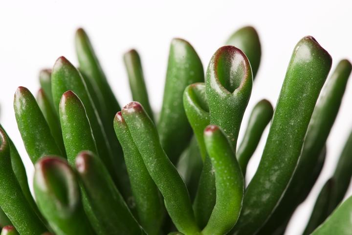 Produktbild Plant in a Box Crassula ovata Hobbit - Jadepflanze (55 cm)