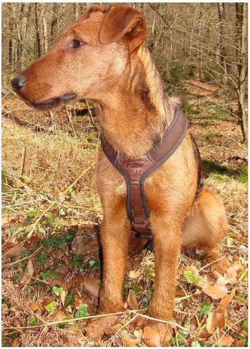 Image du produit Niggeloh Harnais pour chien Follow Light (M, Chien, Général)