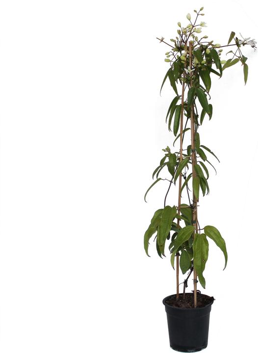 Image du produit Zulauf Clématite (80 cm)