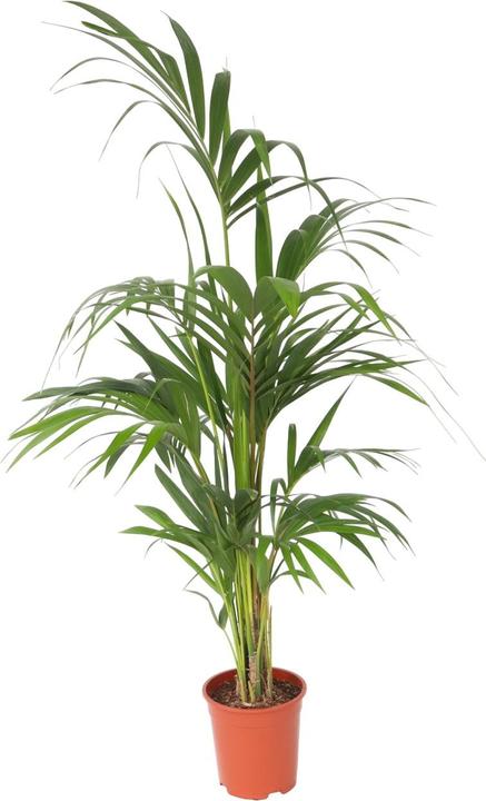 Produktbild Plant in a Box Howea forsteriana - Kentia Palme (130 cm)