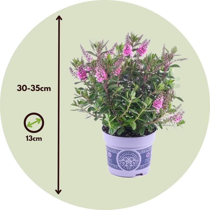 Produktbild Plant in a Box Hebe All Blooms 'Samona' - (30 cm)