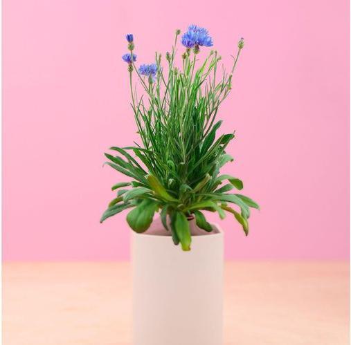 Produktbild Prêt à Pousser Saatgut Kornblume (Blumensamen)