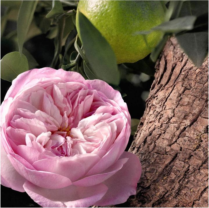 Produktbild Chloé Signature Rose Naturelle Intense (Eau de Parfum, 30 ml)