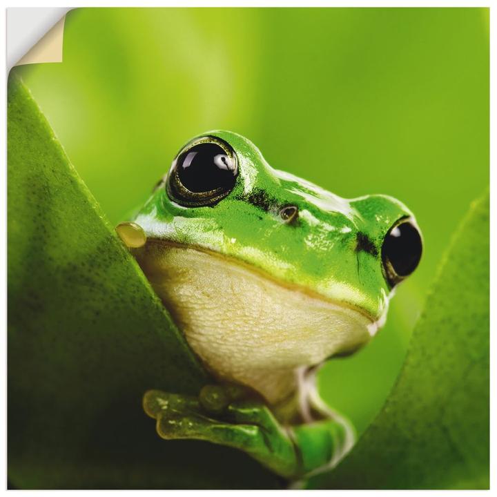 Produktbild Artland Ausspähender Frosch T5VH (50x50 cm)