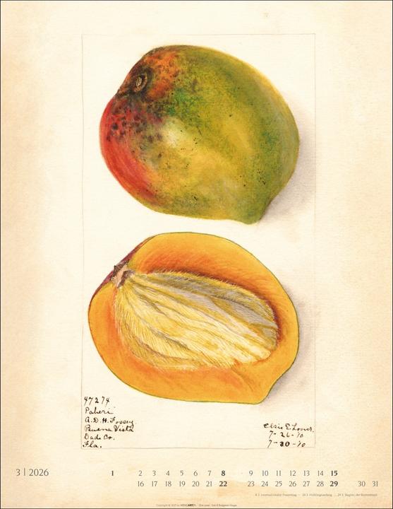 Produktbild Alte Sorten Kalender 2026 (34 x 44 cm, Harter Einband, Deutsch)