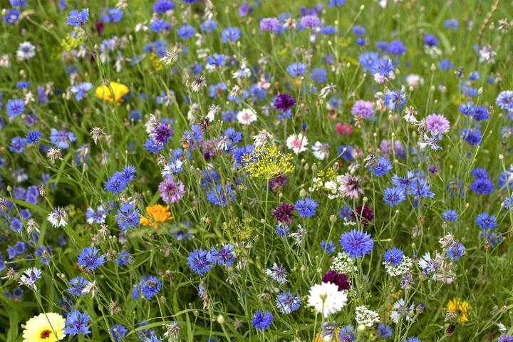 Produktbild Zollinger Bio Blumenmischung, Bienenweide (einjährig)