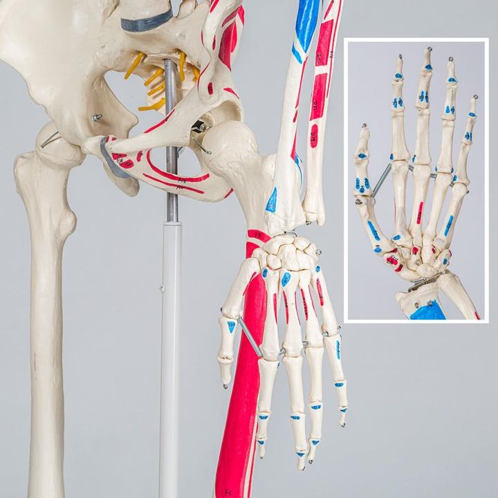 Actual product image tectake Anatomy skeleton