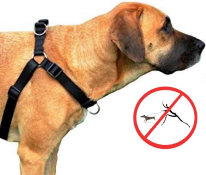 Actual product image Red Dingo DINGO Easy Walk - Dog harness - 95-125 cm (Dog, General)