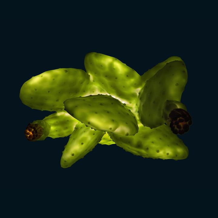 Image du produit Goodnight Light cactus