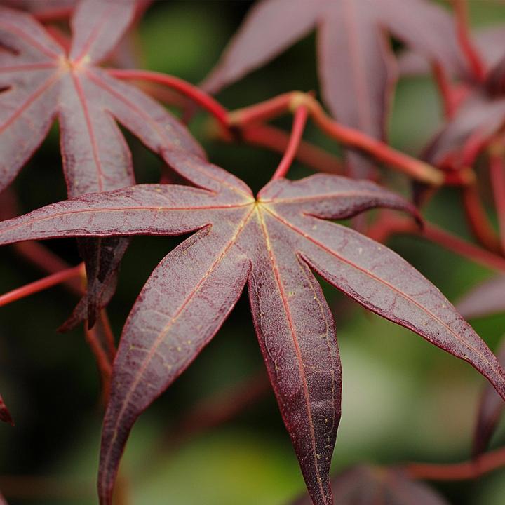 Image du produit Plant in a Box Acer palmatum 'Starfish' - Érable à feuilles d'armoise (60 cm)
