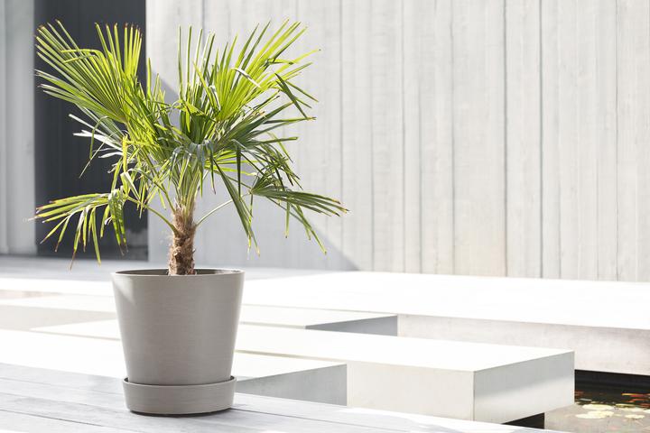 Image du produit Ecopots Soucoupe sur roues