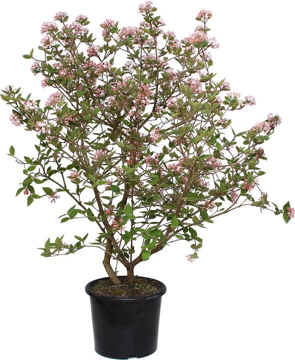 Produktbild Zulauf Grossblumiger Duft-Schneeball / Viburnum carlcephalum (80 cm)