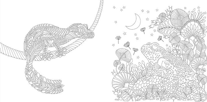 Actual product image Millie Marotta's Wonderful Planet - The most beautiful colouring adventures