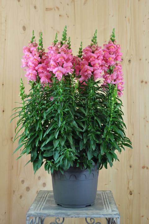 Actual product image Säntispracht The bee-friendly snapdragon - Antirrhinum majus 'Sonnet Pink' (60 cm)