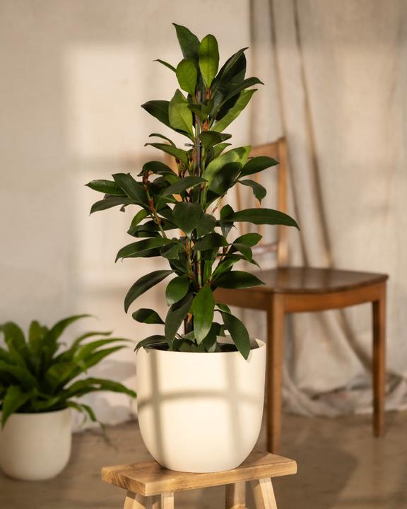 Immagine prodotto feey Fico africano (75 cm, Appena rinvasata)