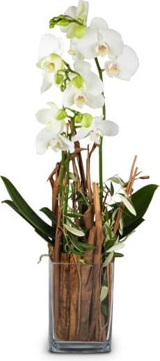 Produktbild Fleurop Zauberei (Orchidee) mit Vase