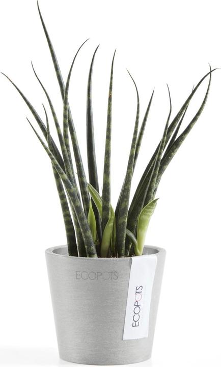 Actual product image Ecopots Amsterdam Mini (8 cm)