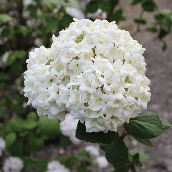 Actual product image Zulauf Koreanischer Duft-Schneeball / Viburnum carlesii 'Aurora' (80 cm)