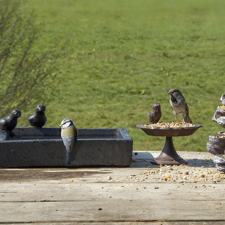 Image du produit Best for Birds Vogelbad