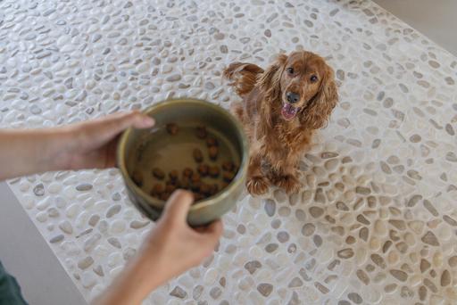 Actual product image Designed by Lotte Jace dog bowl (0.70 l)