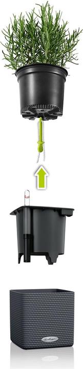 Immagine prodotto Lechuza Green Wall Home Kit (15 cm)