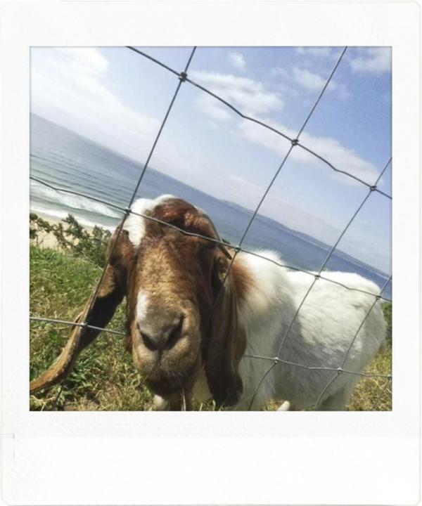Productafbeelding Fujifilm Instax Pal