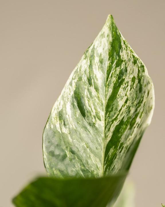 Produktbild feey Grosse Efeutute Marble Queen (35 cm, Frisch umgetopft)
