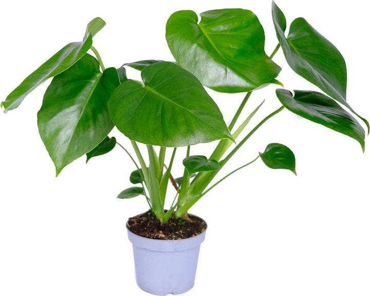 Immagine prodotto VEG and the City Lanai (Fensterblatt - Monstera deliciosa) (30 cm)