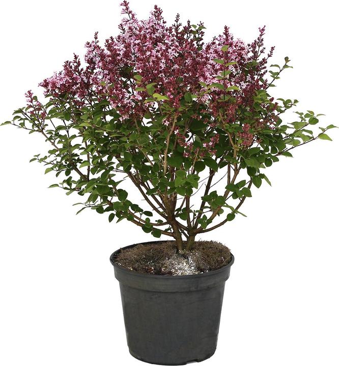 Zulauf Zwerg-Flieder / Syringa meyeri 'Palibin' (50 cm)