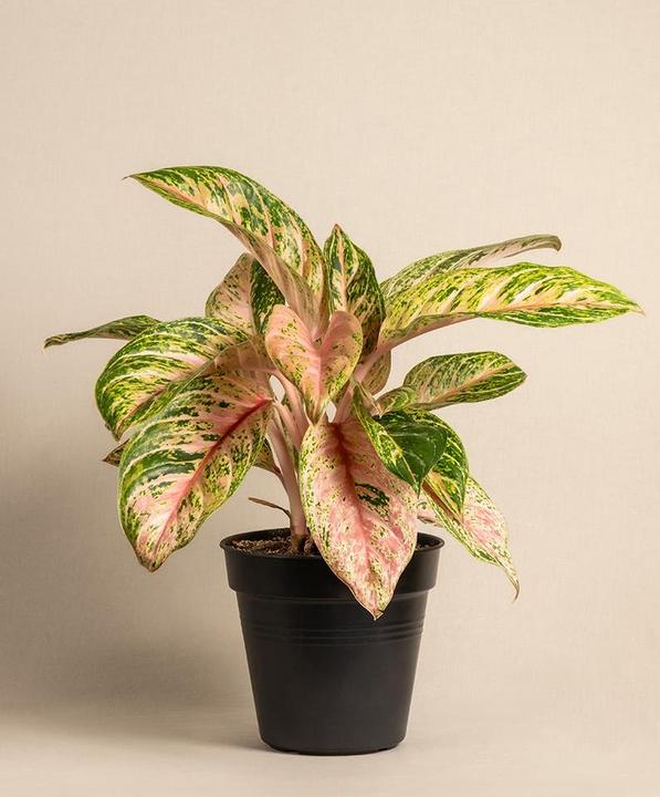 Produktbild feey Aglaonema Cocomelon (60 cm, Frisch umgetopft)