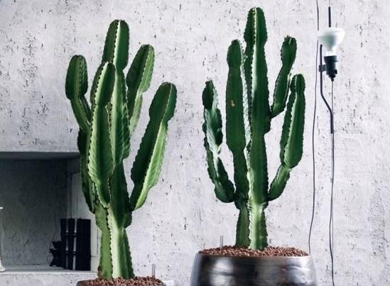 Produktbild Plant in a Box Euphorbia ingens - Kandelaber Euphorbie Kaktus (50 cm)