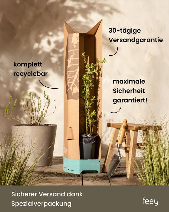 Produktbild feey Lavendel (15 cm, Tierfreundlich)