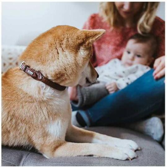Immagine prodotto Hunter Collare rotondo e morbido (S, Cane)