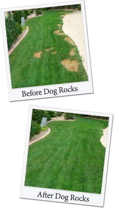 Produktbild Dog Rocks Parker (Hund)
