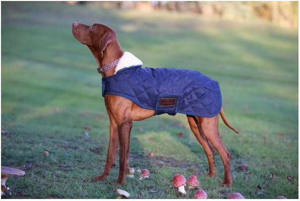 Produktbild Kentucky Dogwear Hundemantel 160g (S, M, Hundemantel)