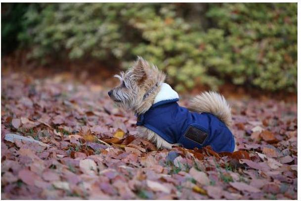 Produktbild Kentucky Dogwear Hundemantel 160g (S, M, Hundemantel)