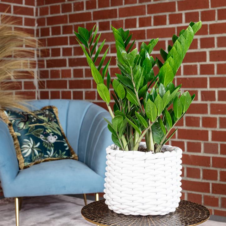 Immagine prodotto Flowerbox Piuma fortunata - Zamioculcas zamiifolia (55 cm)
