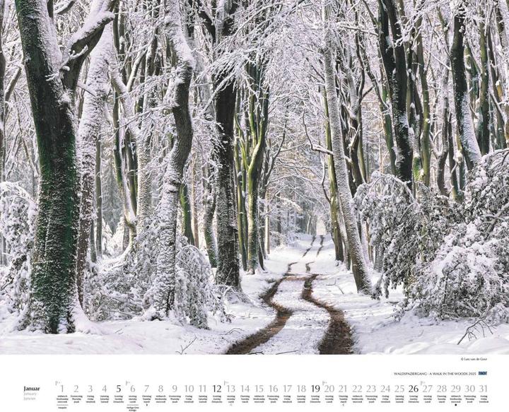 Image du produit Promenade en forêt 2025 - Calendrier photo d'art - Format paysage 60 x 50 cm - Reliure spirale (Couverture rigide, Allemand)