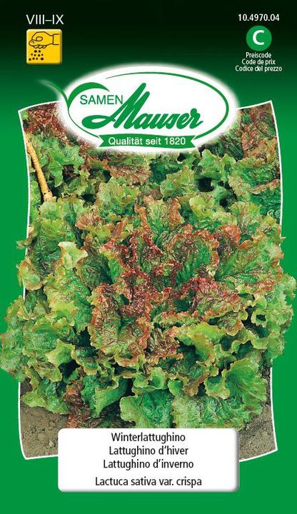 Produktbild Samen Mauser Winter-Lattughino (Gemüsesamen)