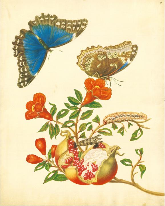 Produktbild Maria Sibylla Merian - St. Petersburger Aquarelle (Jubilumsausgabe) (Deutsch, Merian, MariaSibylla, 2025)