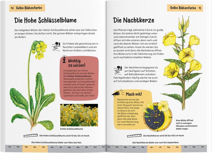 Image du produit Kosmos Was blüht denn da? Kindernaturführer (Allemand, Heike Herrmann, Ursula Stichmann-Marny, 2022)