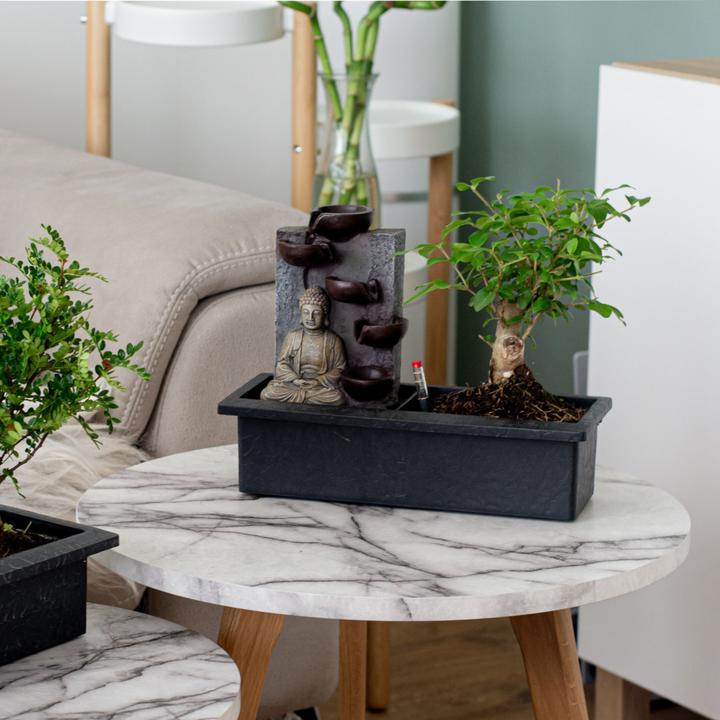 Image du produit Plant in a Box Bonsai Ligustrum, Carmona, Ficus Retusa, Syzygium, Sageretia - 2er Set Bonsai Système d'eau Bouddha (25 cm)