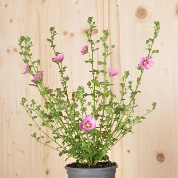 Produktbild Säntispracht 3 er Set, Die hitzebeständige Kapmalve - Anisodontea capensis Lady in Pink (80 cm)