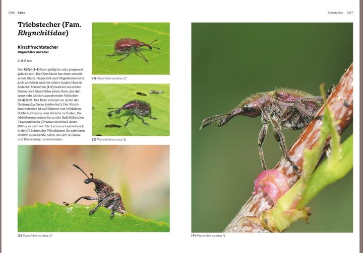 Immagine prodotto Das grosse Handbuch Insekten (Tedesco, Ewald Gerhardt, 2021)