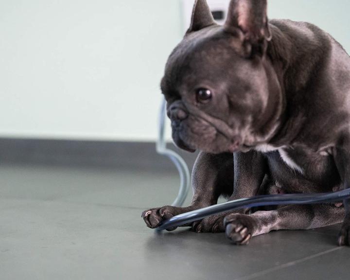 Produktbild PetCords Kabelschutz