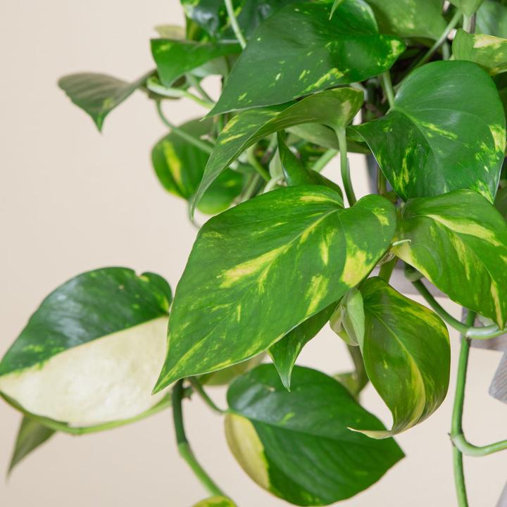 Produktbild VEG and the City Firat (Efeutute Epipremnum aureum) (20 cm)
