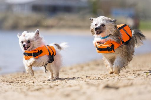 Immagine prodotto Karlie Aqua-top (XS, Giubbotto di salvataggio per cani)